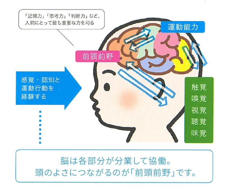 脳は各部分が分業して協働。頭のよさにつながるのが「前頭前野」です。