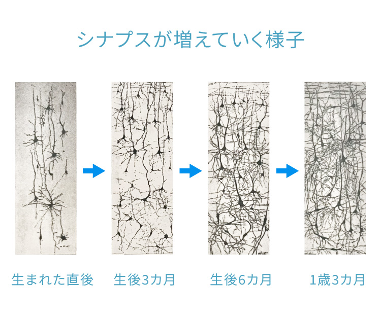 シナプスが増えていく様子